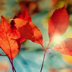 Profile picture of ravindumewan