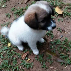 Profile photo of Amila Ruwan