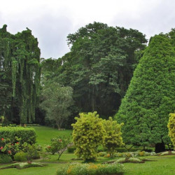 Profile photo of Waruna