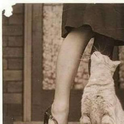 Profile picture of saman