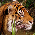 Profile picture of Maduranga