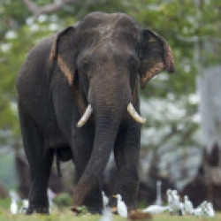 Profile picture of Hashaka