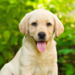 Profile picture of Harsha