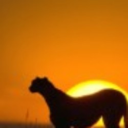 Profile photo of Kamal