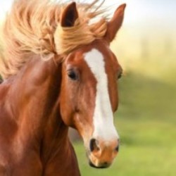 Profile picture of Hasith