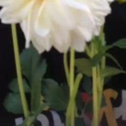 Profile picture of BARATHY