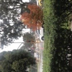 Profile photo of Shiromi