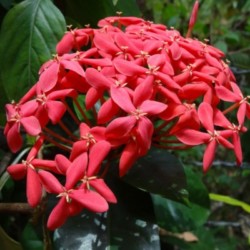 Profile photo of Meena Sunil