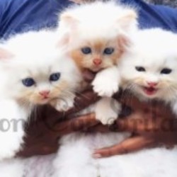 Profile picture of Roman