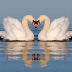 Profile picture of Hansi Angel