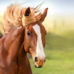 Profile photo of Dilshan05