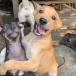 Profile photo of Romesh