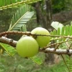 Profile photo of nirosh