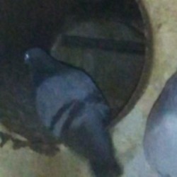 Profile picture of roshan