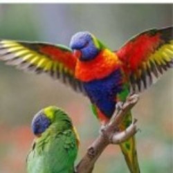 Profile photo of Kamal Liyanaarachchi