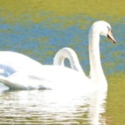 Profile photo of vasanth