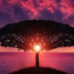 Profile photo of AviRyan