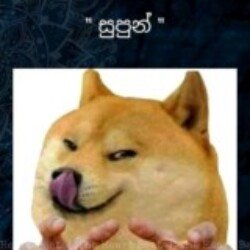 Profile photo of Shajee