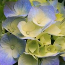 Profile photo of Chamika Priyani