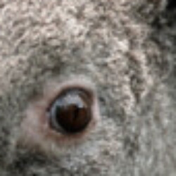 Profile photo of ramesh