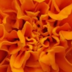 Profile photo of Himash Path