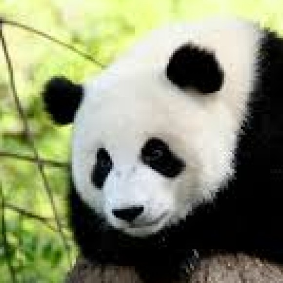 Profile photo of Madusha Jayakodi