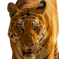 Profile photo of JASON