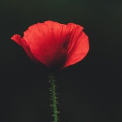 Profile photo of Shanhadi