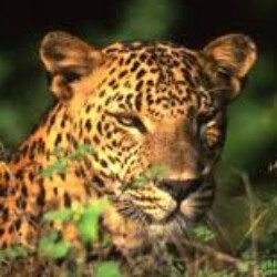Profile photo of Priyantha