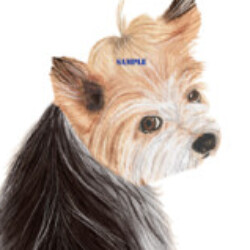 Profile photo of cats