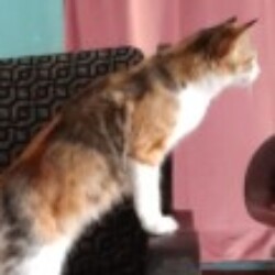 Profile photo of Asela