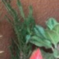 Profile photo of Chinthaka