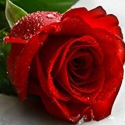 Profile photo of Senthu95