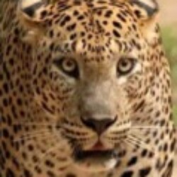 Profile photo of Susil
