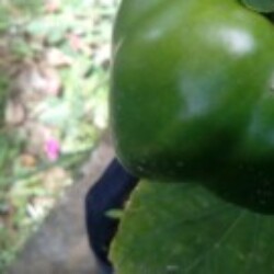 Profile photo of Chamin xzed