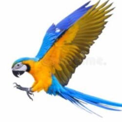 Profile photo of Randika778