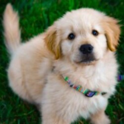 Profile photo of Shenu