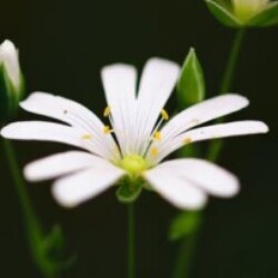 Profile photo of Nirvan