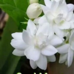 Profile photo of taraka