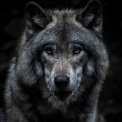 Profile photo of Anubis