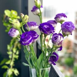 Profile photo of bandara