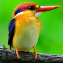 Profile photo of kavindu