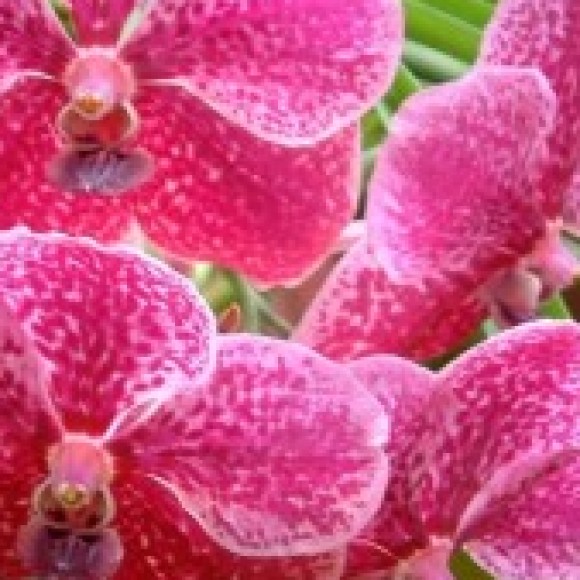 Profile photo of falk