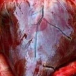 Profile photo of Dhanu