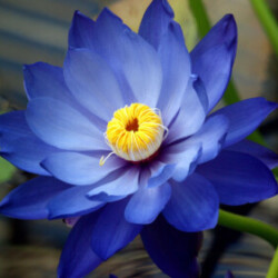 Profile photo of Chalana