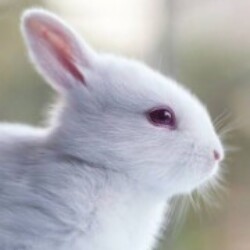 Profile picture of Lasith