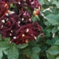 Profile photo of Kris