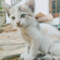 Profile photo of Miyuru