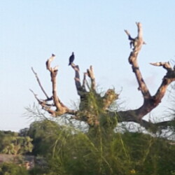 Profile photo of Gyanath