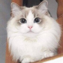 Profile photo of Zain